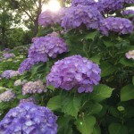 大乗寺丘陵公園あじさい１