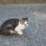 東山ねこいらっしゃいませ