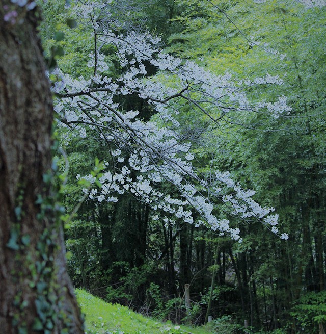 石川県教育センター桜と竹林