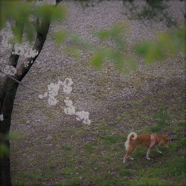 IMG_0914桜と犬 (2)