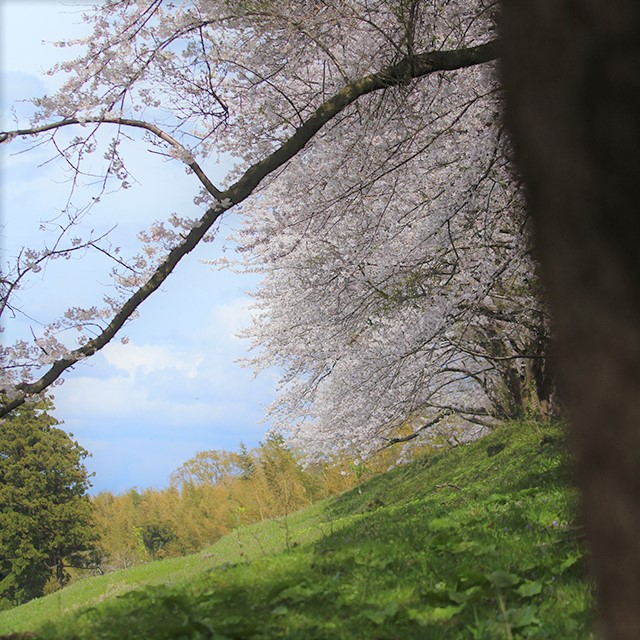 石川県教育センターななめ桜の木