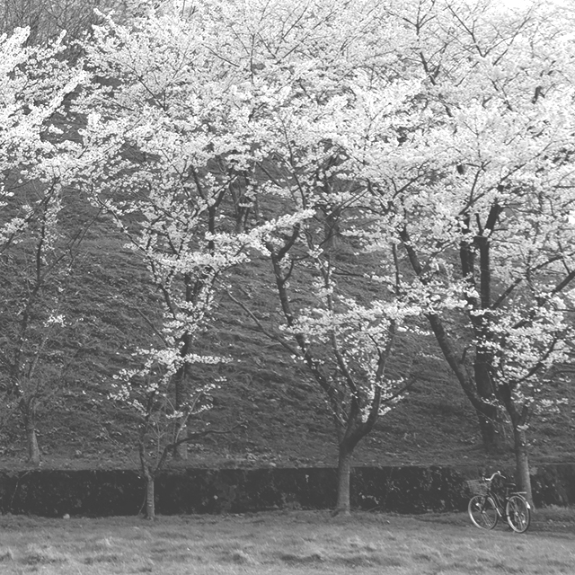 石川県教育センター桜と自転車