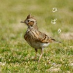 ひばり鳥アイコン
