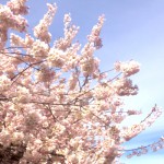 シアトル桜アイコン