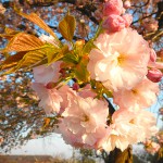 八重桜拡大アイコン