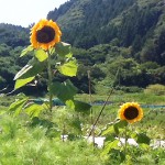 ひまわりアイコン
