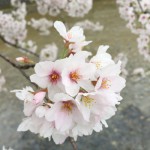 桜アイコン