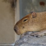 カピバラアイコン